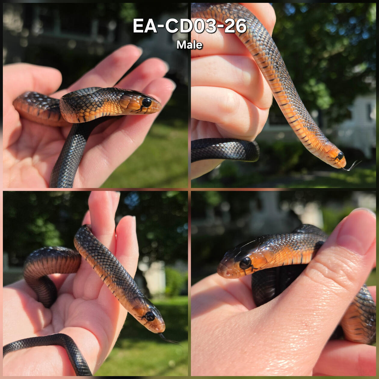 Red Phase Male 03