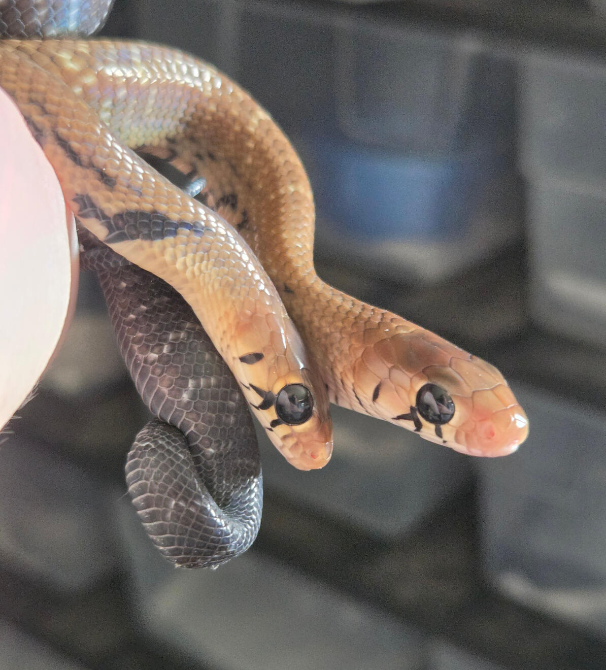 2026 Blacktail Cribo Hatchlings