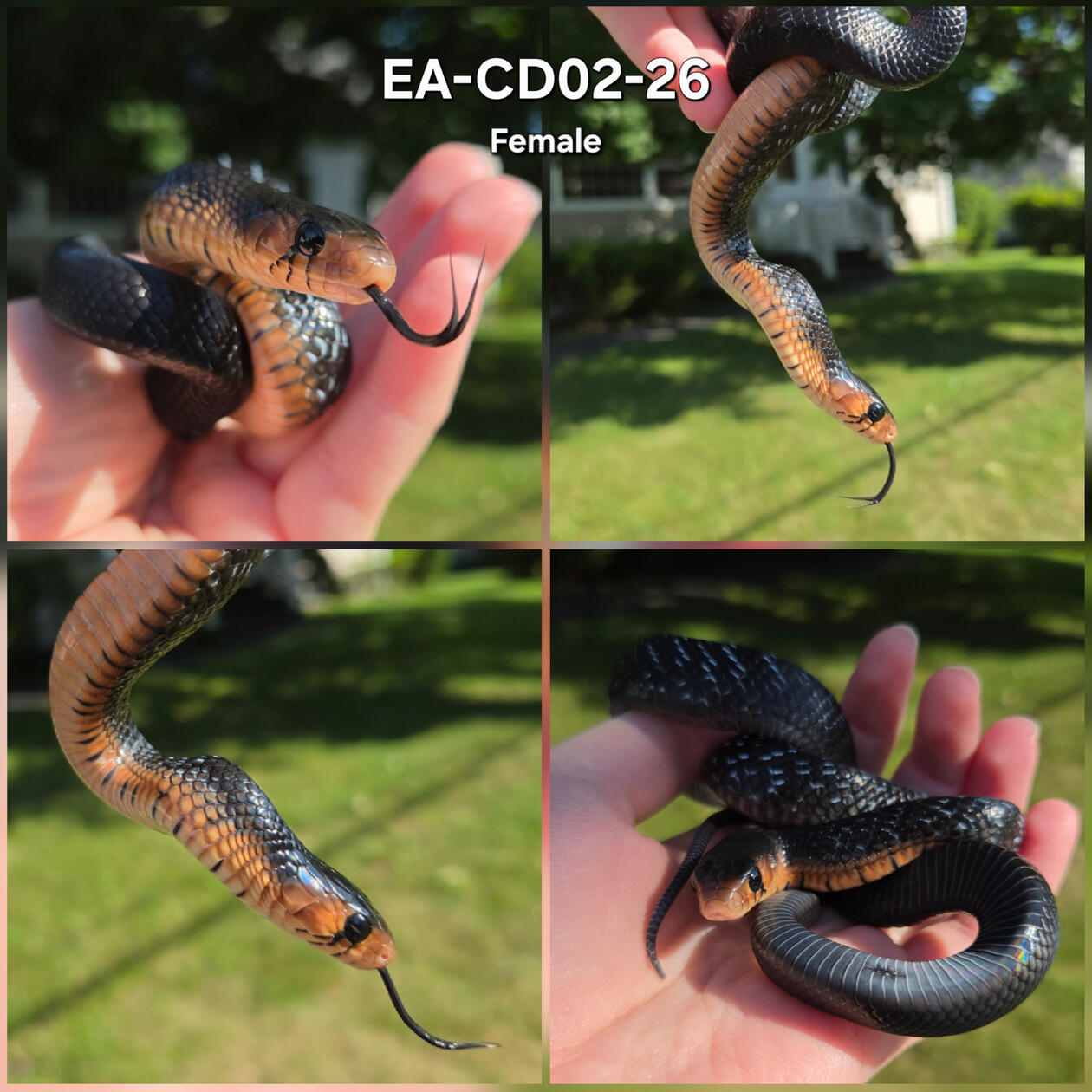 Red Phase Female 02