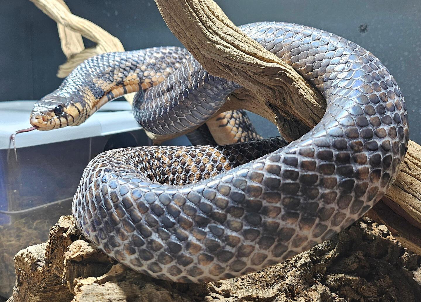2021 Female - Naydra 2021 Female - Naydra