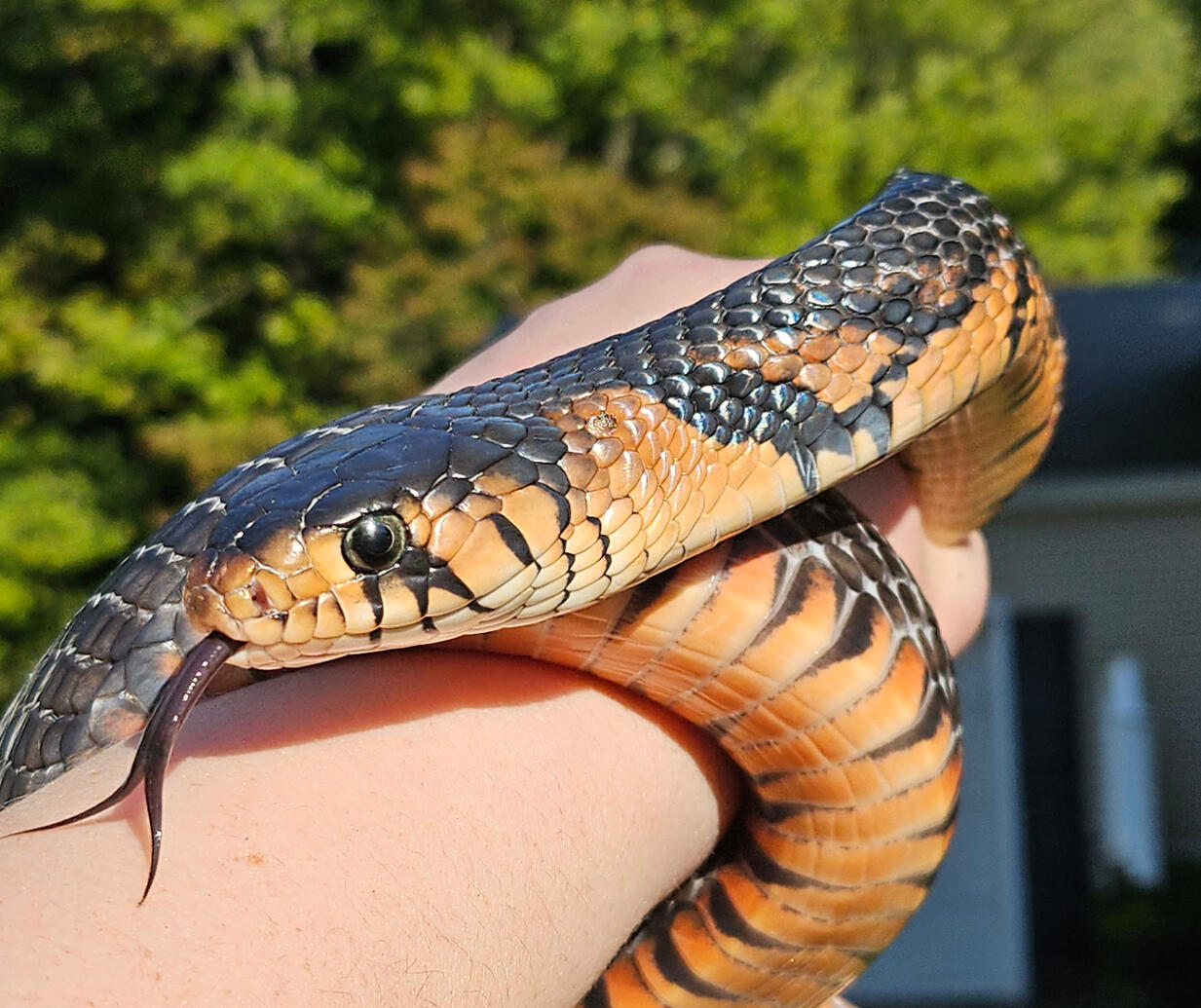2022 Male - Cassius 2022 Male - Cassius