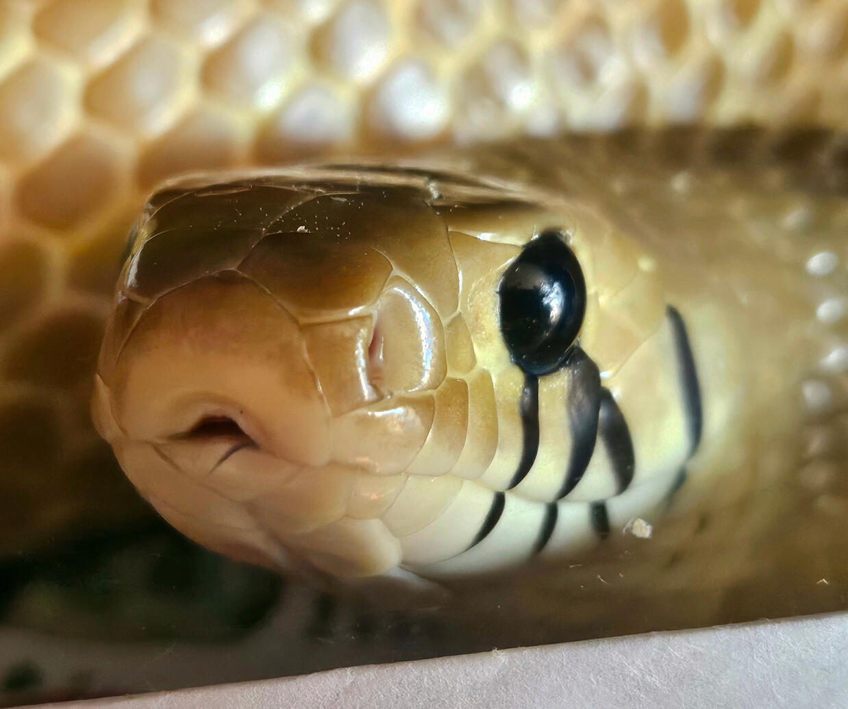 2015 Female - Farosh 2015 Female - Farosh