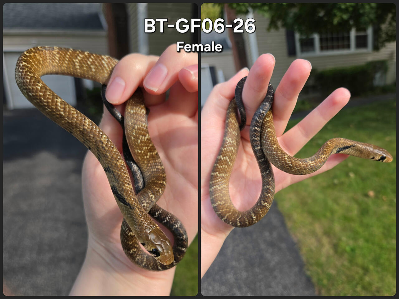 Female 06