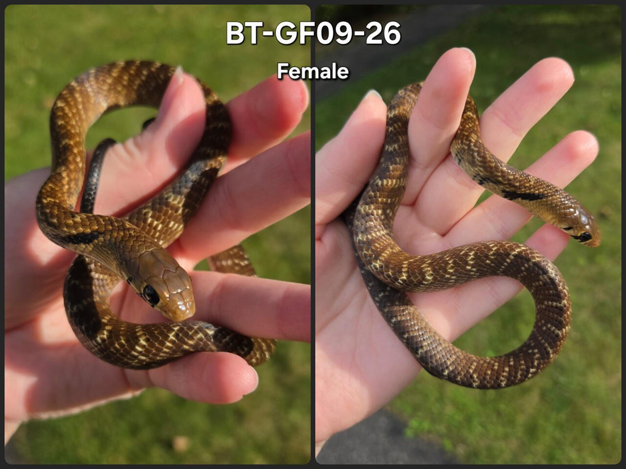 Female 09