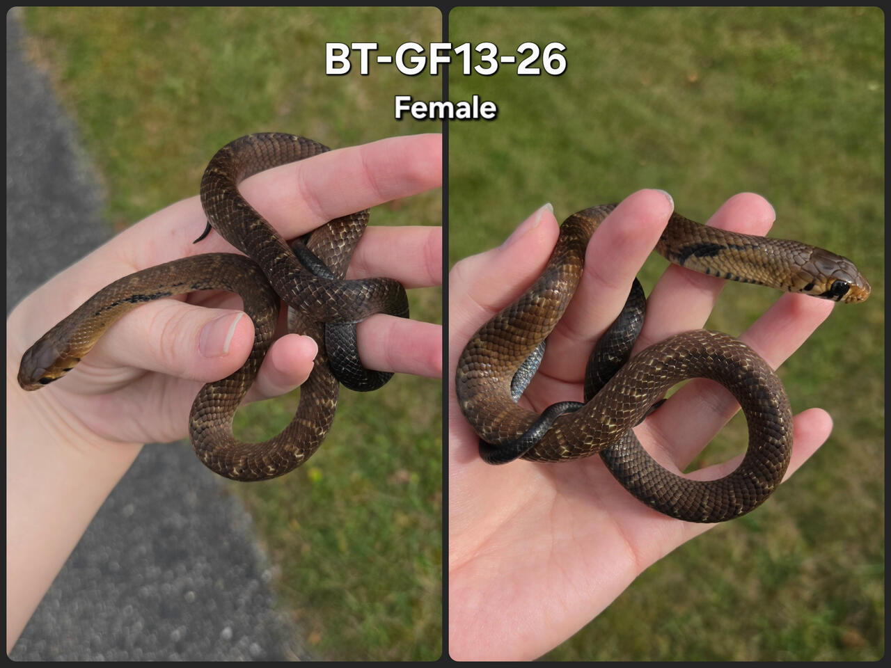 Female 13